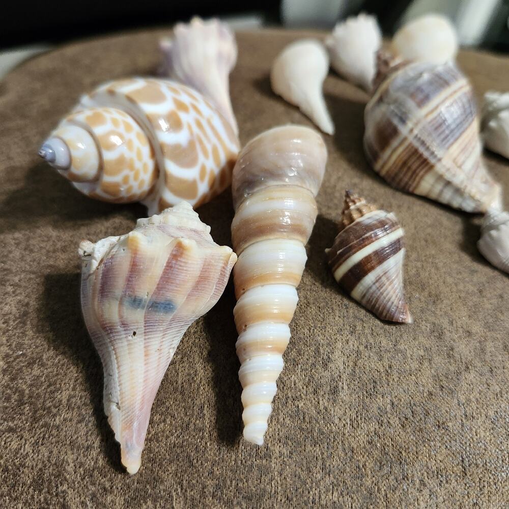 Collectible Sea Shells All Different Sizes Collected from Beaches